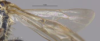 Media type: image;   Entomology 32618 Aspect: Wing hind